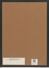 Diatomeae indet. Zeichnungen Sammlung Grunow Mappe 04976 (Herbarium_W_Grunow_drawings_Folder_04976)